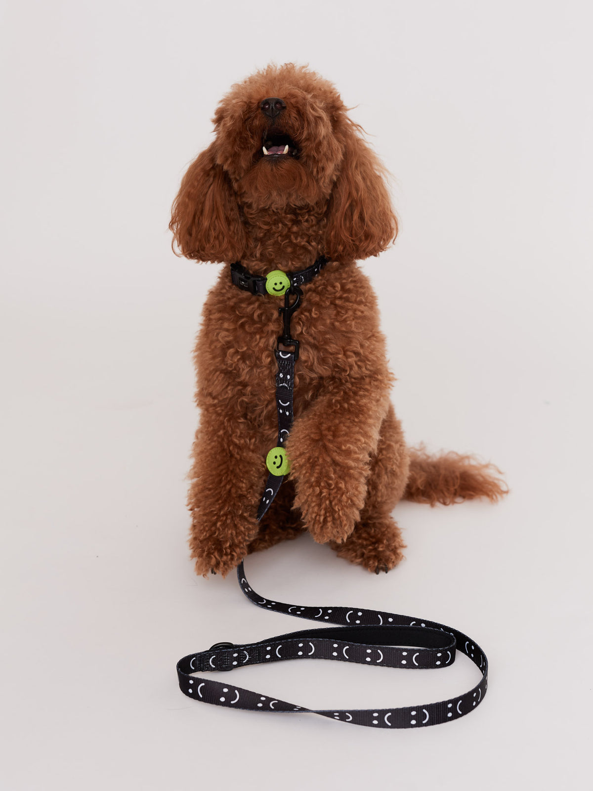 Happy Sad Dog Lead